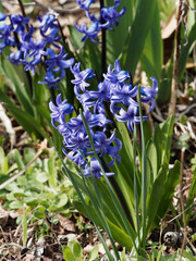 (Hyacinthus orientalis) Gartenhyazinthe mit glänzend grünen schmal und streifenartig...