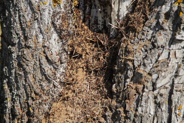 An anthill in a crack in the bark of an old tree close up at Sunny summer day in Europe