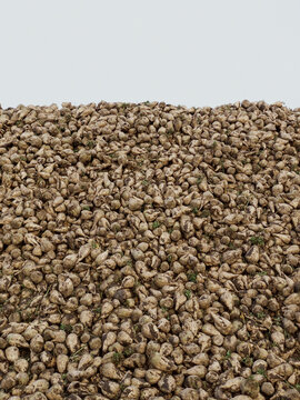 Heap of fresh harvested sugar beets
