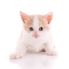 White and red kitten close up on a white background.