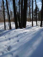 Fototapeta premium winter in the forest, snow drifts in the forest, abstract natural background