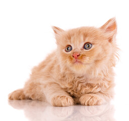 One short haired baby cat on white background.