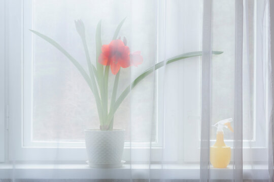 Potted red amaryllis flower behind sheer curtain in window
