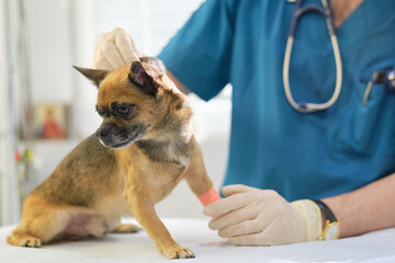 veterinarian checks the dog's skin turgor. Image of dog on the operating table and doctor in a...