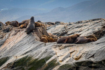 Fototapeta premium sea lions, beagle channel, patagonia, argentina, south america, fin del mundo
