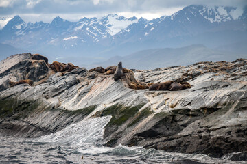 sea lions, beagle channel, patagonia, argentina, south america, fin del mundo