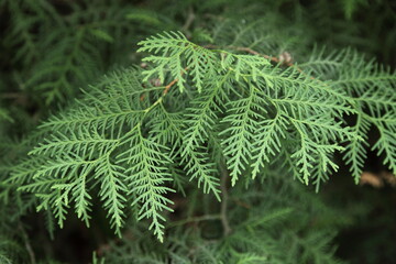 Green Thuja, evergreen coniferous trees with soft needles closeup at summer day