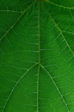 Full frame macro shot pattern vibrant green leaf
