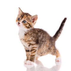 Funny kitten stands on a white background.