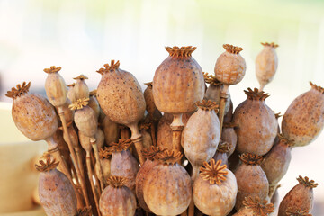 dried poppy heads