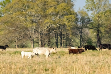 White cow and calf walking with herd in spring pasture