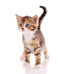 One short haired baby cat on white background.