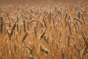 Wheat field. Ears of golden wheat. The concept of a rich harvest, agro-industrial complex, farming. golden spikelets of ripe wheat in the field close-up. blurred background. soft selective focus