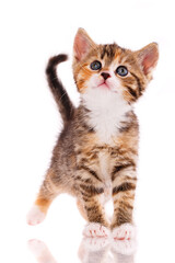 Portrait of a kitten looking up on a white background.