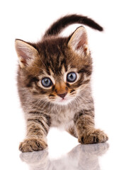 Obraz premium Portrait of a little kitten on a white background.