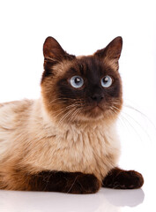 Portrait of a cat looking up on a white background.