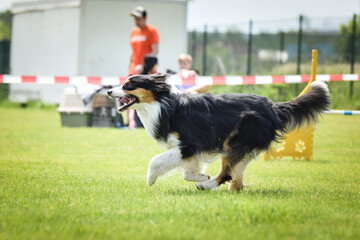 australian shepherd is running in agility.  Amazing evening, Hurdle having private agility training for a sports competition