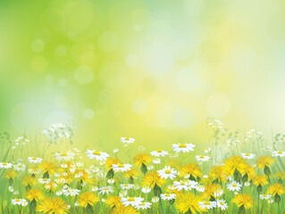 Fototapeta na wymiar Vector spring blossoming meadow, yellow dandelions. and daisies.