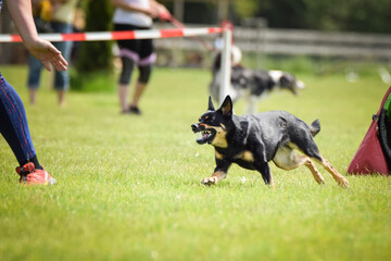 Kelpie is running in agility.  Amazing evening, Hurdle having private agility training for a sports competition