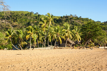 Fototapeta na wymiar Beachfront surrounded by palm trees and with a lush mountain in the background on the Malagasy island of Nosy Komba. Wild beach with golden sand and vegetation in Madagascar.