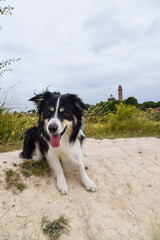 Border collie is sitting in the field in the nature  near to lighthouse, in Germany nature. She is very happy.