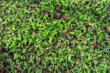 green moss texture