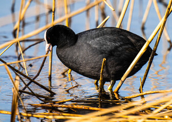 coot in the water