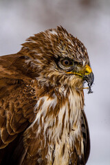 red tailed hawk
