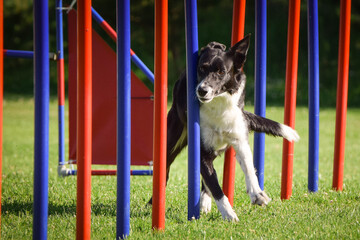Black and white border collie is running on czech agility competition slalom. Prague agility competition in dog park Pesopark.
