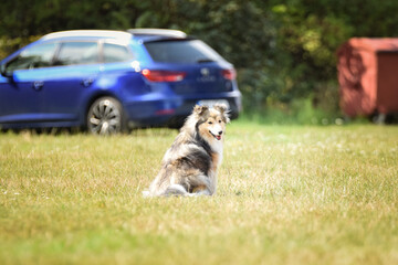 Sheltie is sitting in the grass. She is waiting for his run in agility