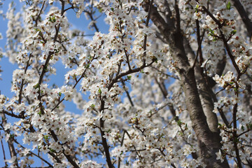 Prunus spinosa in bloom on springtime. Blackthorn tree with beautiful white flowers