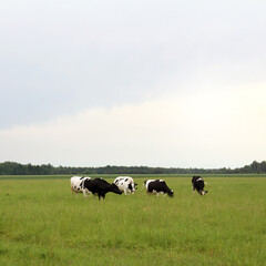 herd of cows in the field against the background of the forest in cloudy weather. landscape with animals