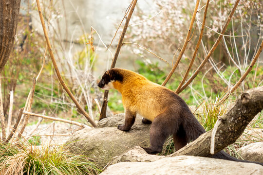 Yellow Throated Marten in a Zoo