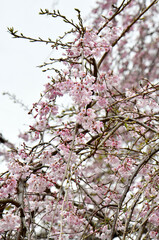 紅しだれ桜（水戸市、吉田神社）