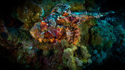 Scorpion fish lies on the reef of the Red Sea