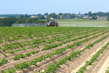 Traitement contre le mildiou sur champ de pomme de terre
