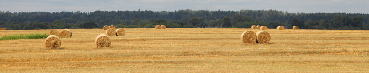 Round hay stacks on Golden yellow harvested wheat field with forest line on horizon on summer day, beautiful European rural agricultural landscape panoramic view