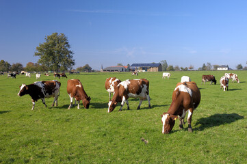 Troupeau de vaches au pré de races diverses. Bâtiment agricole en arrière plan