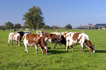 Fototapeta na wymiar Vaches au pré de races diverses. Bâtiment agricole en arrière plan