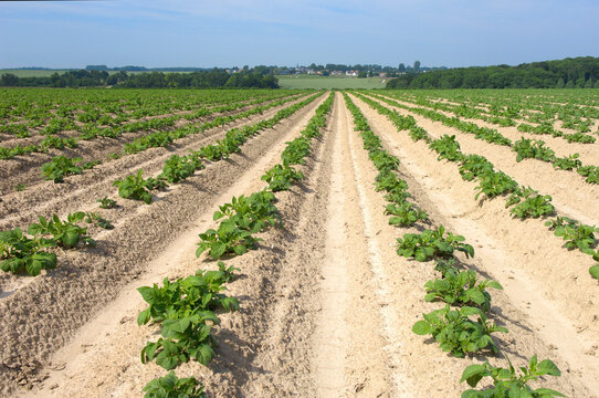 Traitement contre le mildiou sur champ de pomme de terre