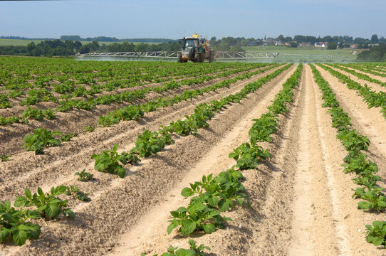 Traitement contre le mildiou sur champ de pomme de terre