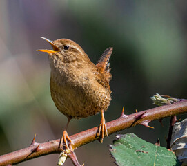 robin on a branch