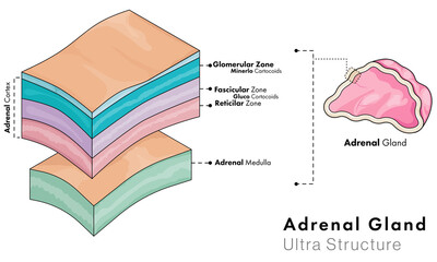Cross section of adrenal gland layers