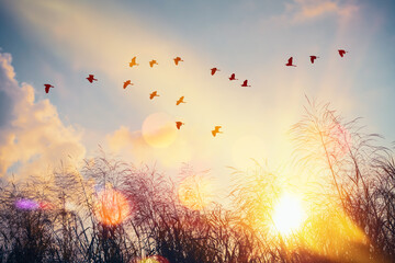 Birds flying and grass flower on sunset sky and cloud abstract background. Freedom and nature...