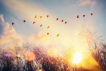 Fotobehang Oranje Vogels vliegen en gras bloem op avondrood en wolken abstracte achtergrond. Vrijheid en natuur concept.  © tonktiti