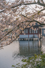 The blooming cherry blossoms at the West Lake in Hangzhou, China, spring time.