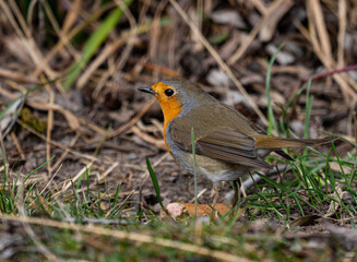 Fototapeta premium robin on the grass
