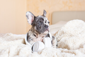 French Bulldog puppy on the bed with headphones listening to music