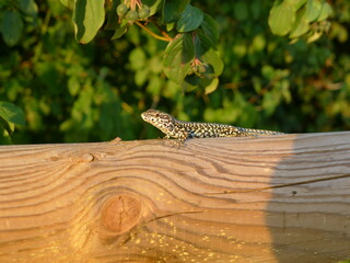 Lucertola muraiola (Podarcis muralis)