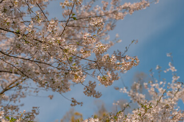 Close view of the blooming cherry blossoms in spring time.